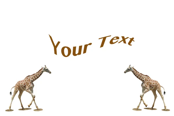 Hintergrund Giraffen — Stockfoto