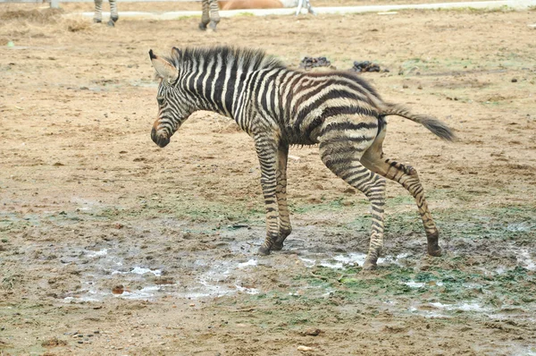 Baba zebra folyamatos vizelés — Stock Fotó