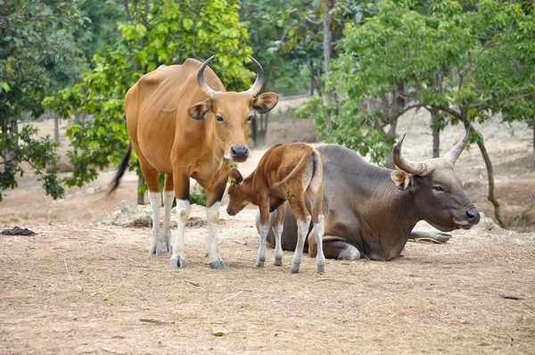 Banteng. — Fotografia de Stock