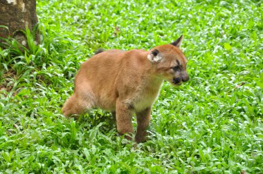 puma bebek 