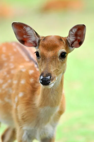 Sika herten — Stockfoto