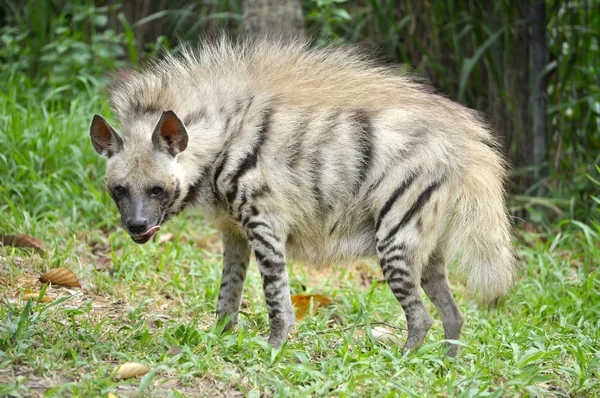 Hyena žíhaná — Stock fotografie