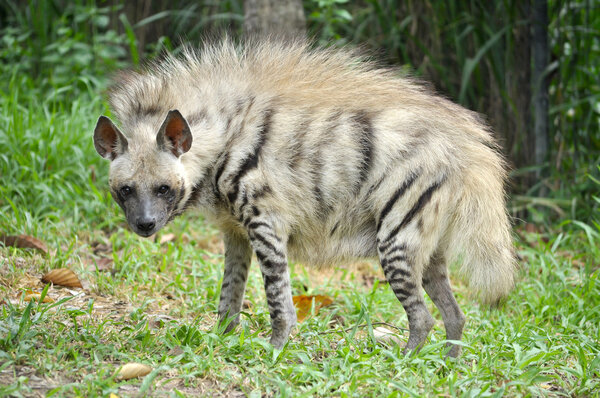 Striped hyena