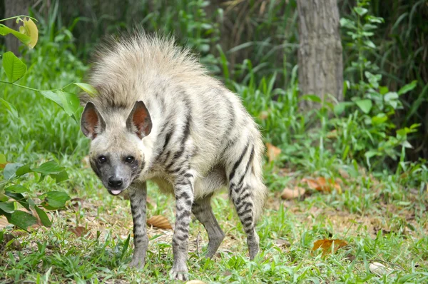 Strimmig hyena — Stockfoto