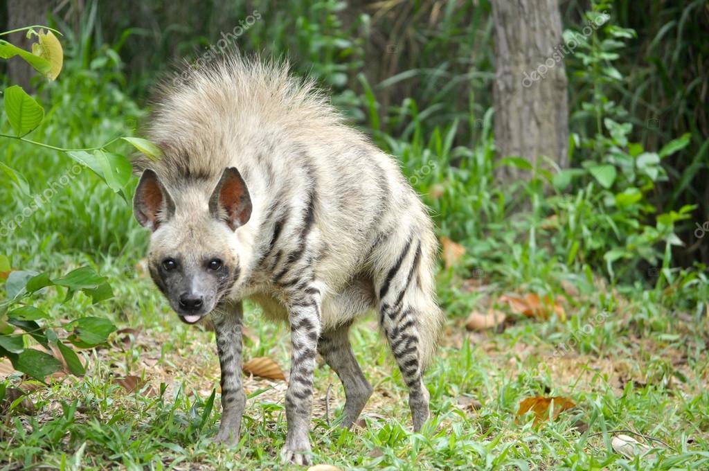 Striped hyena — Stock Photo © mazikab #48136303