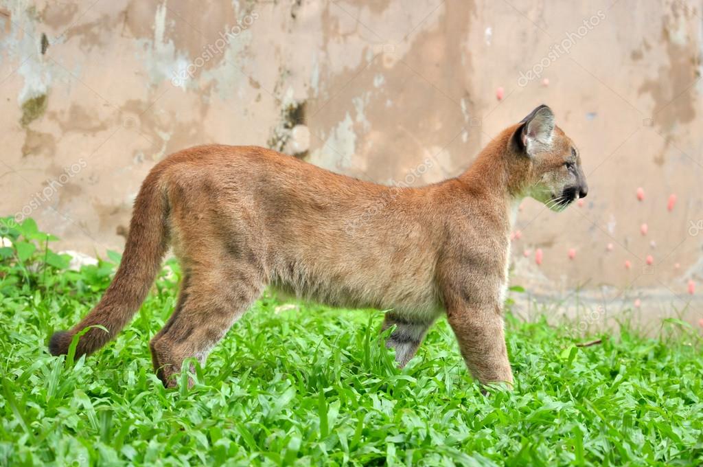 baby puma images