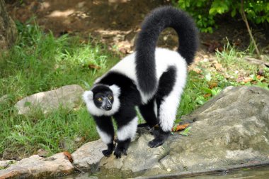 Black and white ruffed lemur clipart