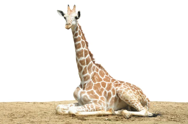 Girafe — Photo