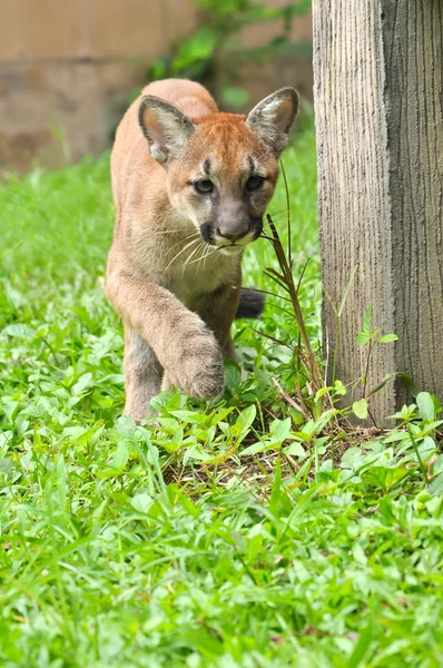 Bebé Puma — Foto de Stock