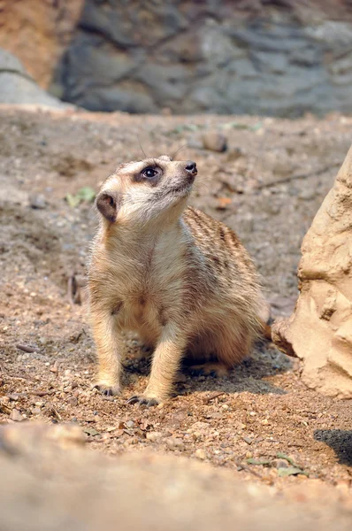 Meerkat — Φωτογραφία Αρχείου