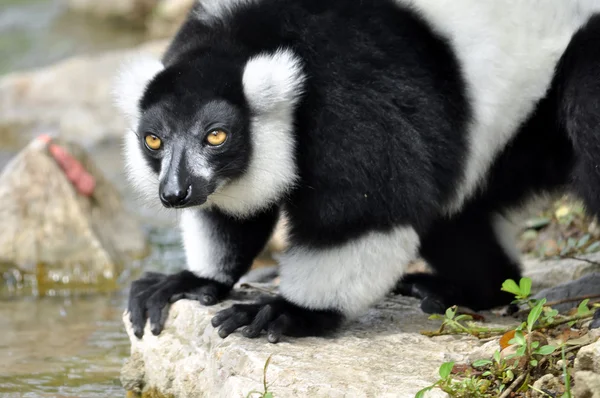 Černý a bílý načechraný lemur — Stock fotografie