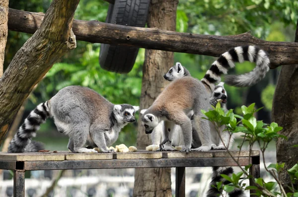 Ogoniasty lemur — Zdjęcie stockowe