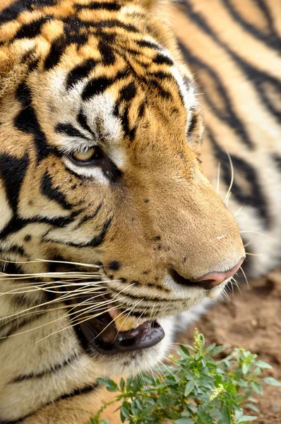 Gezichten van de Bengaalse tijger — Stockfoto