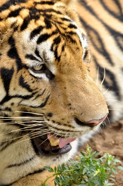 Caras del tigre de Bengala —  Fotos de Stock