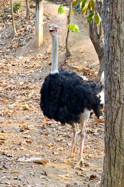 Ostrich — Stock Image Ostrich Stock Image