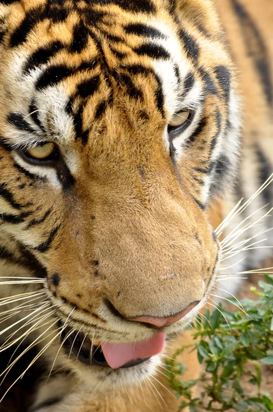 Faces of the Bengal tiger — Stock Photo, Image