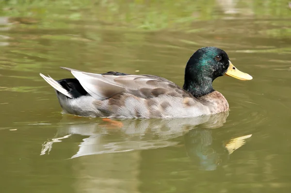 Wilde eend — Stockfoto