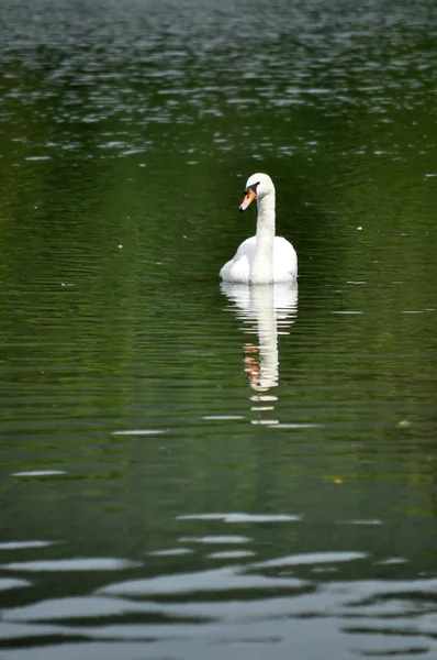 Knölsvan — Stockfoto