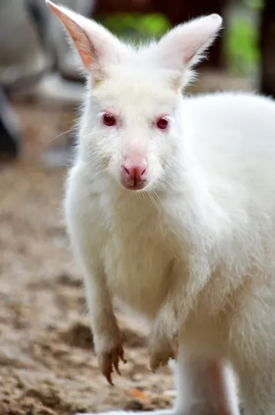 Albino Wallaby — Stok fotoğraf