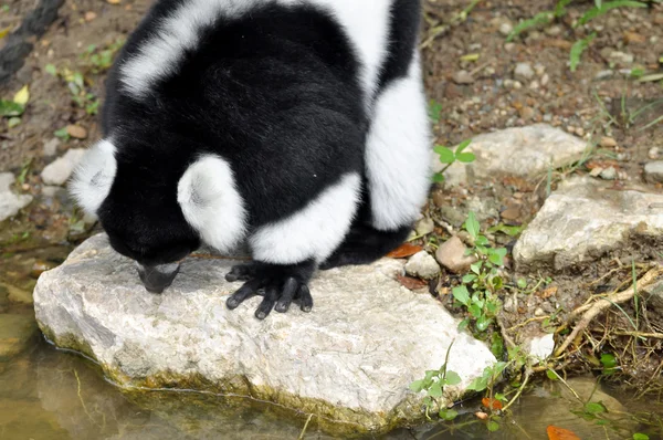 Černý a bílý načechraný lemur — Stock fotografie