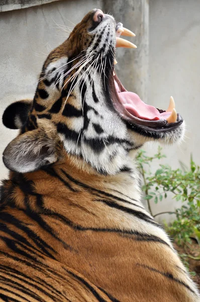 Tiger yawn — Stock Photo, Image