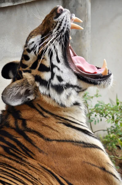 Tijger geeuw — Stockfoto