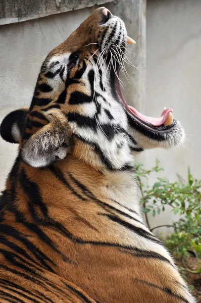 Tijger geeuw — Stockfoto