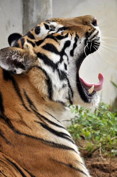 Tiger yawn — Stock Photo, Image