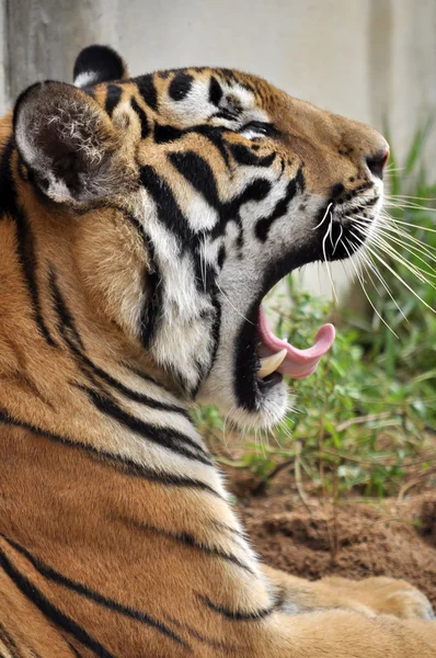 Tigre bostezo —  Fotos de Stock