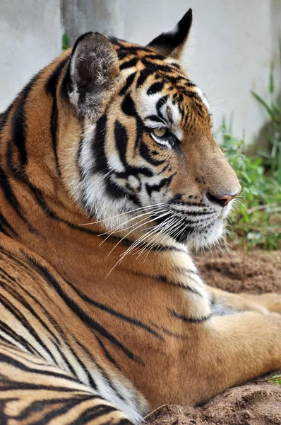 Bengaalse tijger — Stockfoto