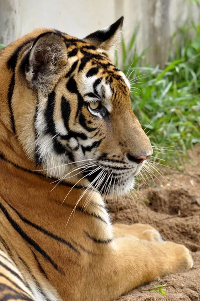 Bengaler Tiger — Stockfoto