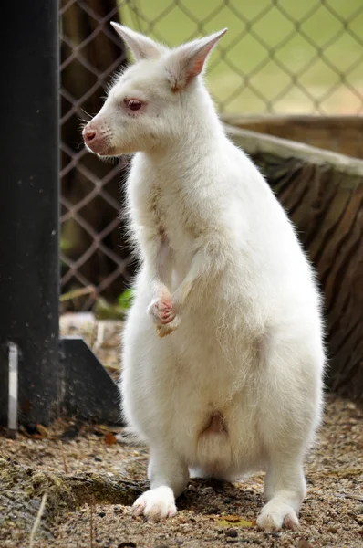 Albino wallaby — Stock Photo, Image