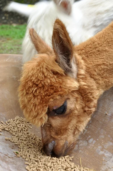 Alpaca — Stock Photo, Image