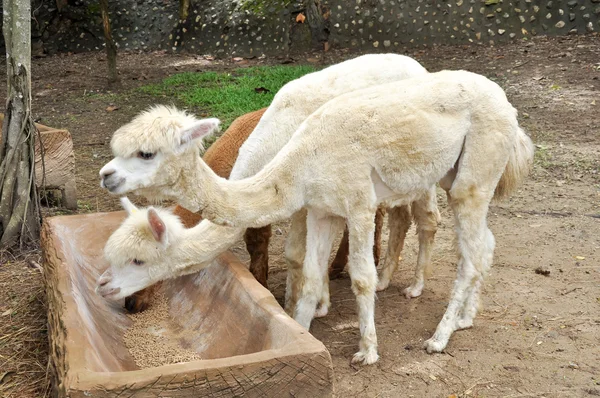 Alpaca — Stock Photo, Image