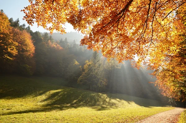 Forest with sun beam in autumn — Stok fotoğraf