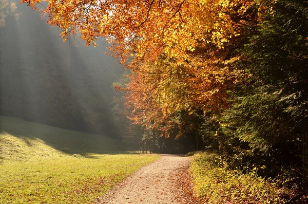 Forest with sun beam in autumn — Stockfoto