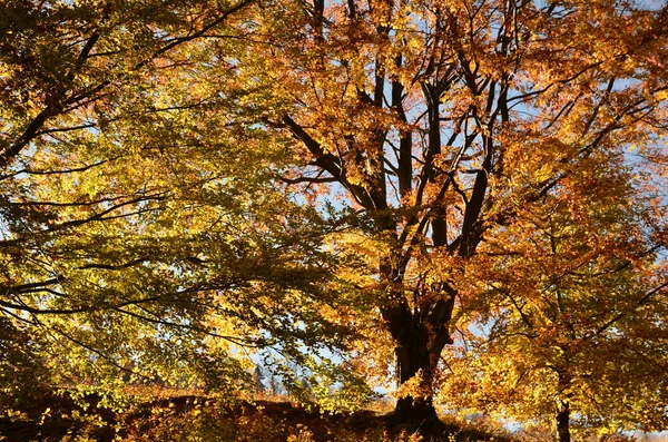 Hojas de arce de otoño — Foto de Stock