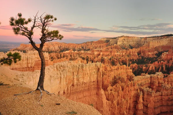 Arborele din Bryce Canyon SUA — Fotografie, imagine de stoc