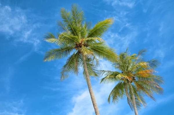 可可棕榈 — 图库照片