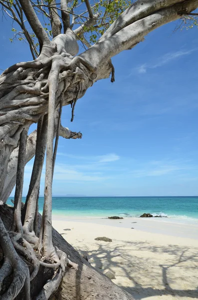 Tropische boom op eiland bamboe eiland — Stockfoto