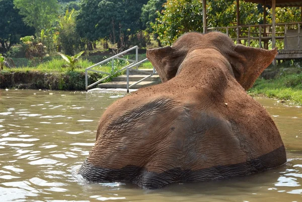 在水中的大象 — 图库照片