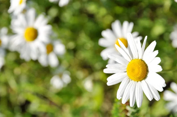 Padang rumput berbunga hijau dengan bunga aster putih — Stok Foto