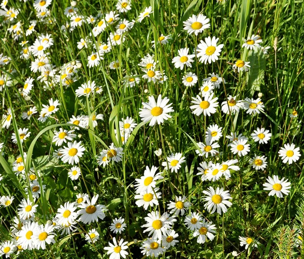 Grüne blühende Wiese mit weißen Gänseblümchen — Stockfoto