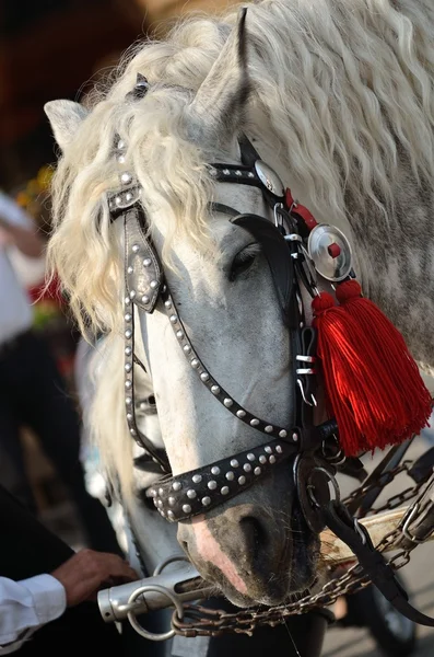 Cabeça de cavalo branca em vermelho — Fotografia de Stock