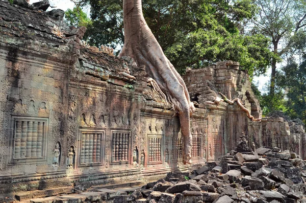 Ta prohm starověkého chrámu angkor wat Kambodža — Stock fotografie