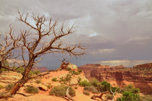 Parco nazionale delle Canyonlands — Foto Stock