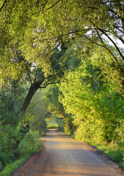 Дорога лісу — стокове фото