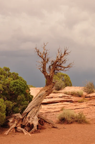 Árvore antes da tempestade — Fotografia de Stock