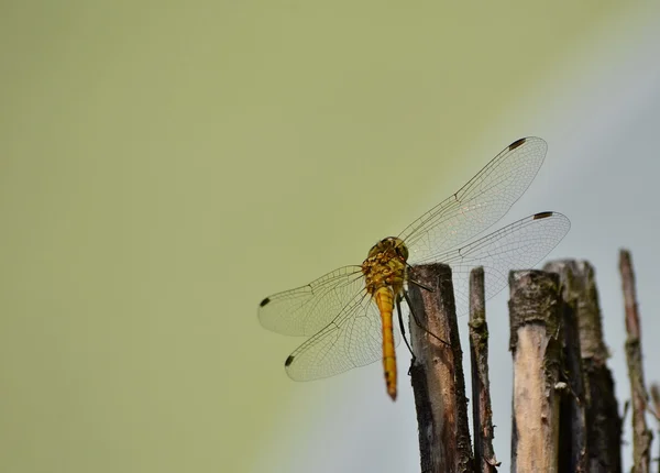 Dragonfly in camouflage on wood — Stock Photo, Image