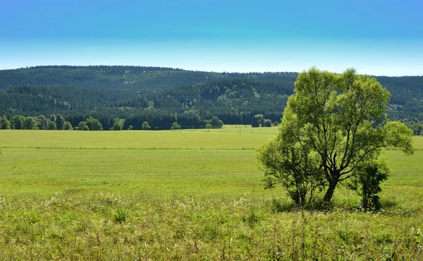 Eenzame boom in een geel veld Polen — Stockfoto